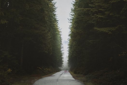 Photo Forest wallpaper